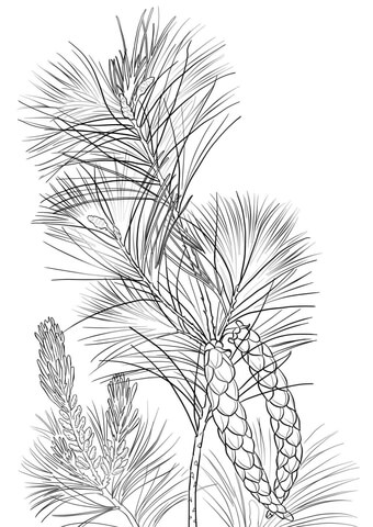 White Pine Cone And Tassel Coloring Page